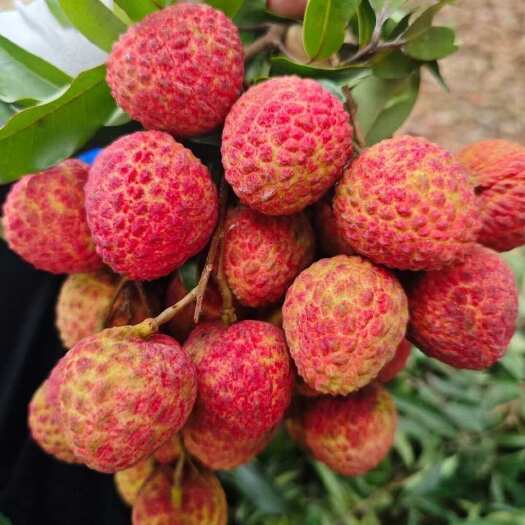 灵山县广西仙进奉荔枝一件代发产地直发一手货源对接各大电商平台