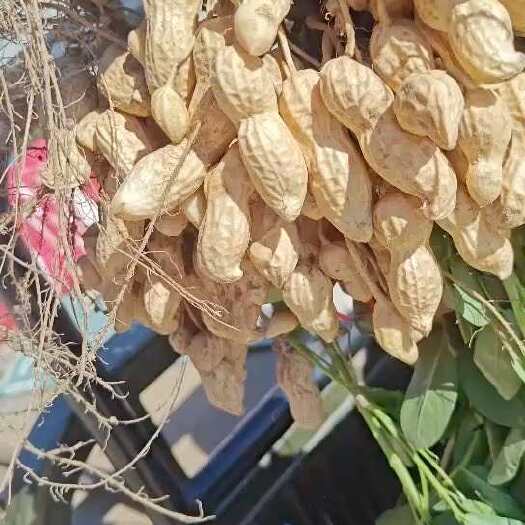 开封开封精品大果花生大量上市