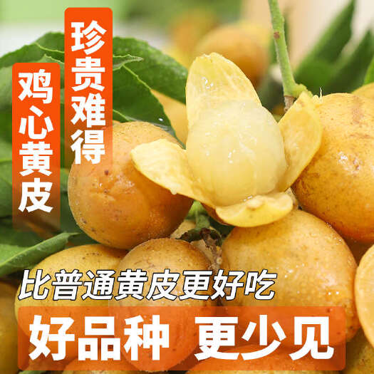 郁南县2025广东鸡心黄皮鲜果电商一件代发奶茶店进货商超批发
