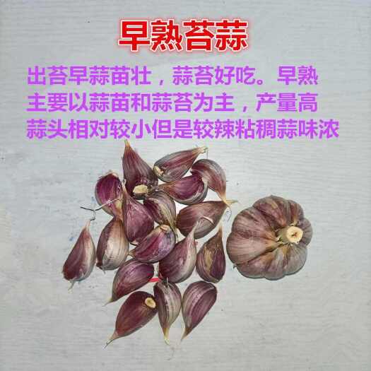 金乡县大蒜种子 川蒜种子 红根蒜苗种子 香蒜种子