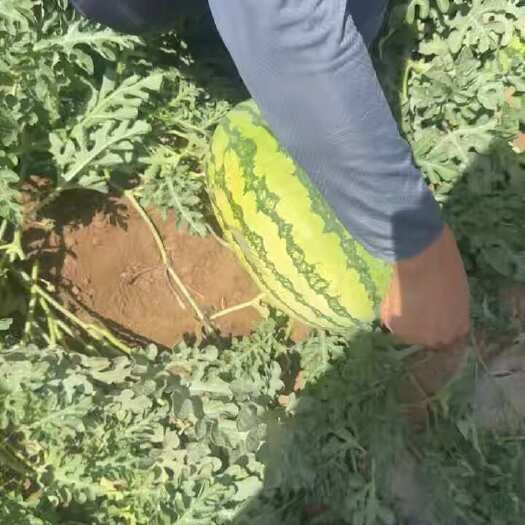 中卫硒砂瓜
宁夏人民欢迎你的到来