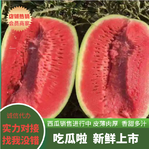 靖远县甘肃西瓜金花西瓜有籽西瓜头茬10斤打底大量上市