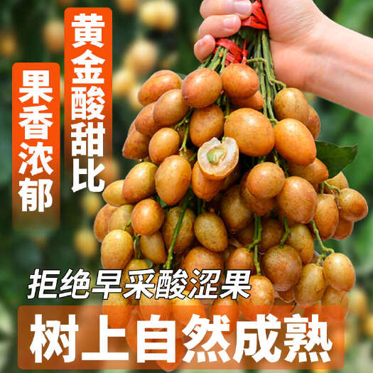 郁南县2025广东无核黄皮果鲜果电商一件代发奶茶店进货商超批发