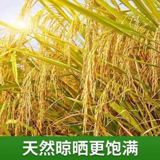 优质粳稻谷 中稻一季稻 基地源头供应