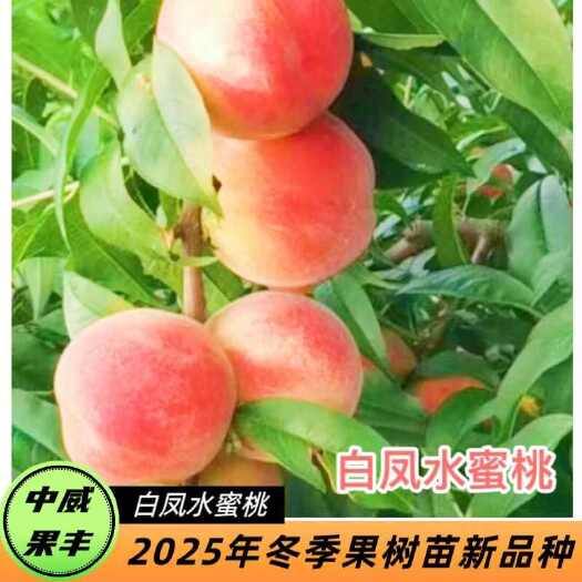 平顶山白凤水蜜桃6月底7月初成熟自花结实口感超好 果面红自靓丽漂亮