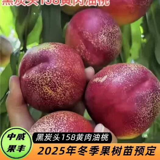 长沙黑炭头158黄肉油桃6月上旬成熟成熟后果面黑红色外皮犹如满天