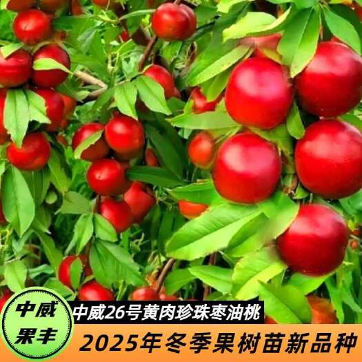 平顶山中威26号黄肉珍珠枣油桃 6月上旬成熟 抗蚜虫离核不裂果不炸
