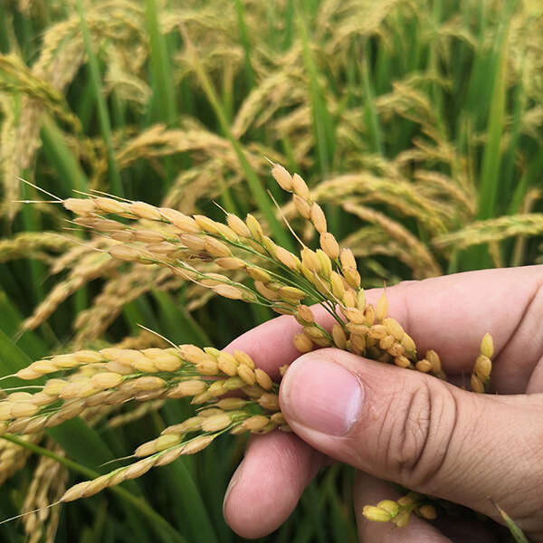 寒地东北大米北纬40°黑土地珍珠米颗粒饱满粳米10斤现磨新米