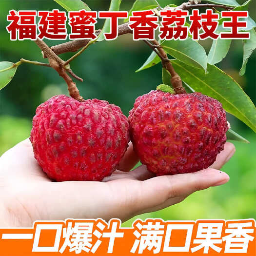 平和县《京东冷链》正宗福建密丁香荔枝王现摘现发新鲜荔枝特大果小核