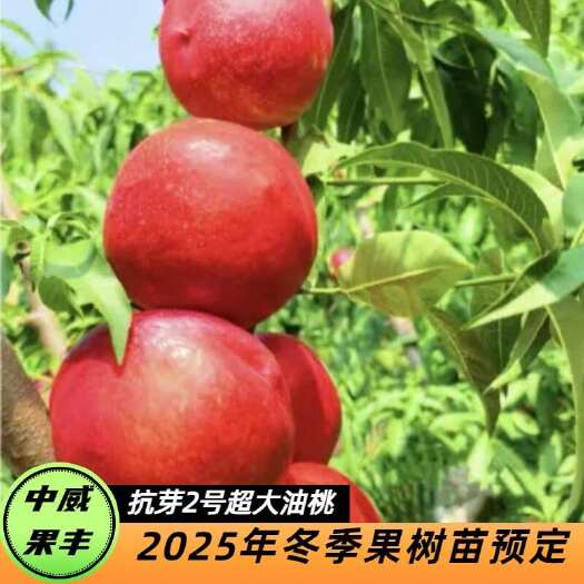 平顶山中油抗芽2号油桃6月上旬成熟果皮光滑无果锈肉质细腻多汁丰产