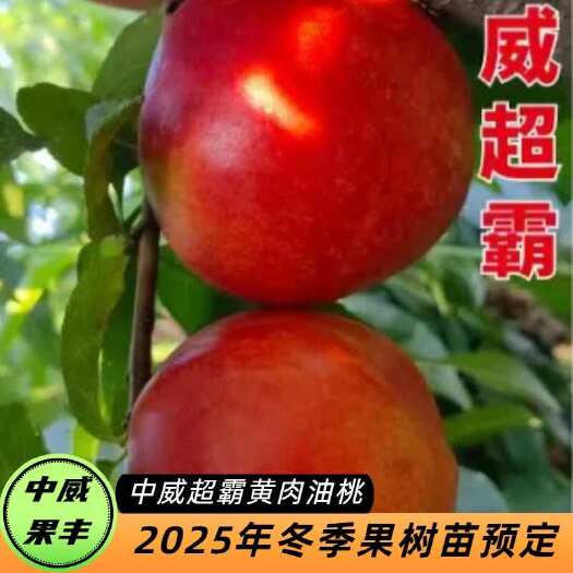 平顶山中威超霸油桃6月中下旬成熟   超大果型 货架期长 适合大面