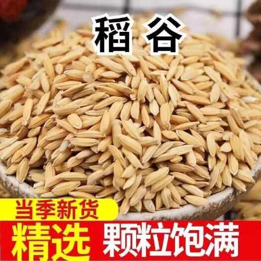 仁粳稻谷 中稻一季稻 基地一手货源