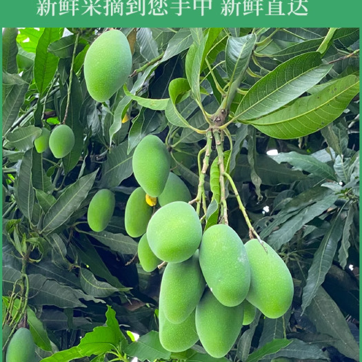 产地直攀枝花椰香芒新鲜水果当季青皮甜心芒一件代发