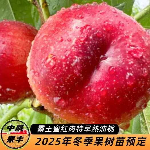 平顶山中威霸王蜜红肉特早熟油桃5月20号成熟   无任何锈斑 丰产