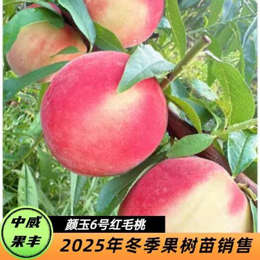 平顶山中桃颜玉6号红毛桃 6月下旬成熟 半离核丰产果面近全红