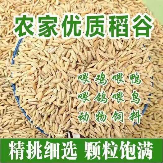 籼稻谷 湖南省郴州市安仁县 晚稻