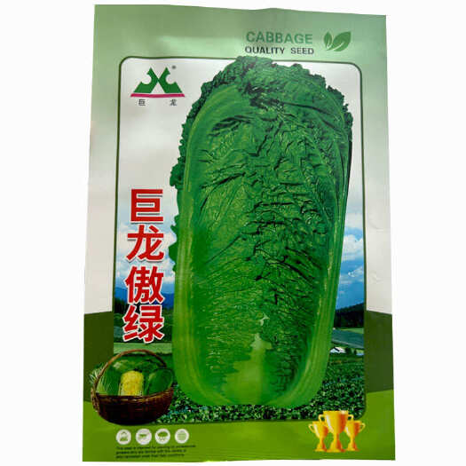 济南巨龙傲绿白菜种子10g麻叶新三号油绿抗病大田基地