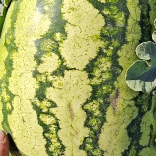 中宁县宁夏石头瓜大量接单