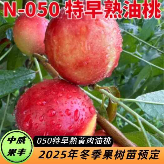 050特早熟油桃5月底成熟  果肉纯黄细腻  脆甜无酸