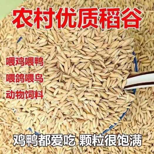 安仁县稻谷 晚稻 仁晚稻谷物  稻谷产地直发
