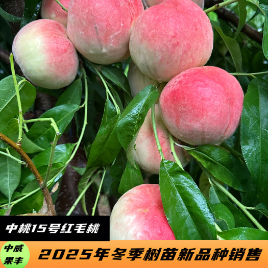 中桃15号白肉红毛桃6月下旬脆甜浓香适合大面积发展