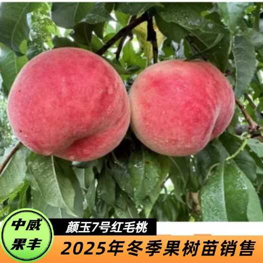 平顶山颜玉7号红毛桃 7月上旬成熟 果顶稍凹粘核丰产