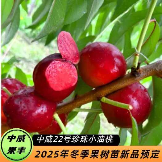 中威22号红皮红肉油桃7月上中旬成熟 前期脆甜可口后期浓甜浓