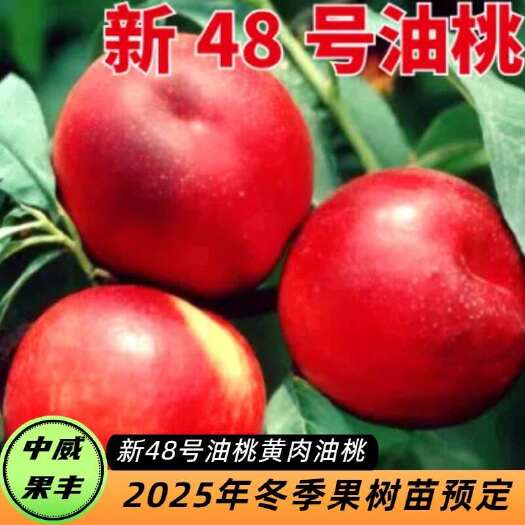 平顶山新48号油桃6月初成熟  口感脆甜  果型正圆  端正美观
