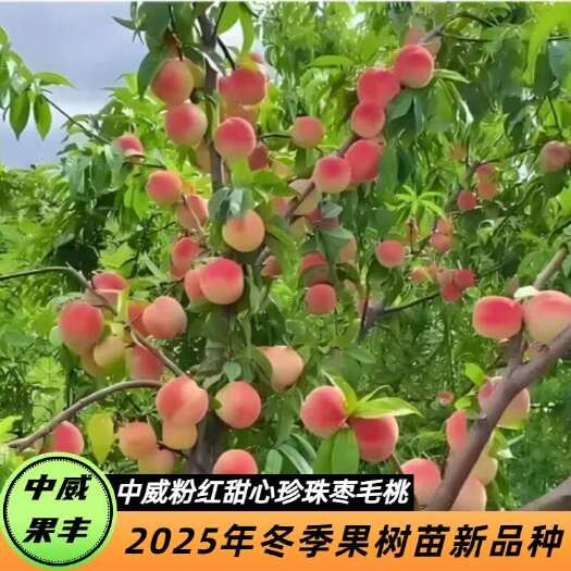 平顶山中威粉红甜心珍珠枣毛桃 6月中旬成熟 抗性强免疏果免套袋