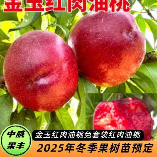 平顶山金玉红肉油桃6月上中旬成熟  免套袋  省工省时   硬溶质