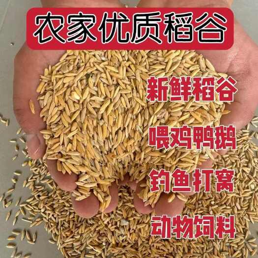 籼稻谷大量供应稻谷泰优390晶两优534兆优5431等原粮。