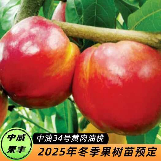 中油34号6月上旬成熟  浓甜  有香气  品质优   粘核