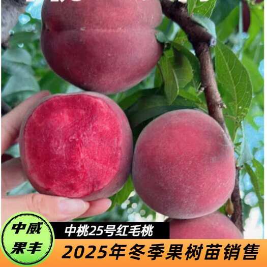 平顶山中桃25号红肉毛桃6月中下旬成熟离核浓甜品质优