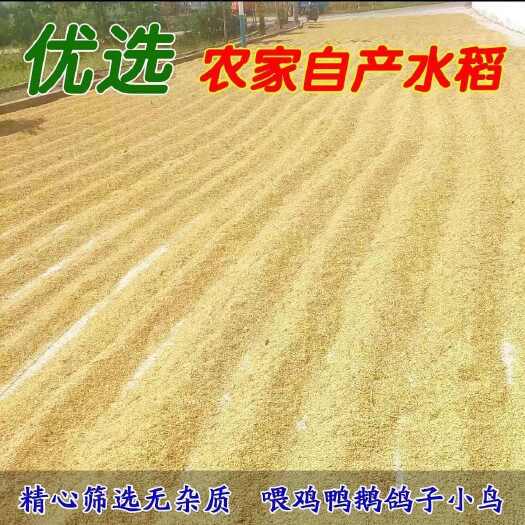 仁早稻籼稻谷 示范基地一手货源