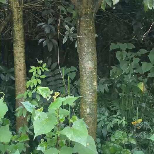 桂花需要的老板联系