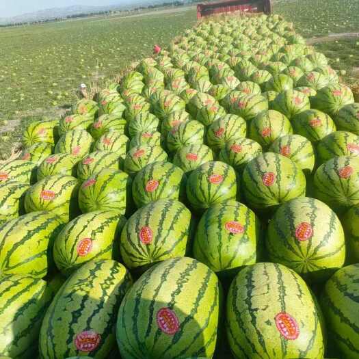 中卫优质西瓜纯甜宁夏石头瓜，硒砂瓜，石缝瓜大量上货全国发货