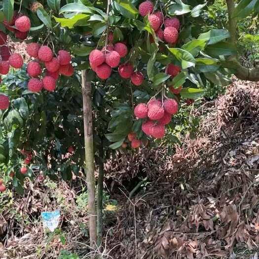 北流市广西北流仙进奉荔枝产地代办