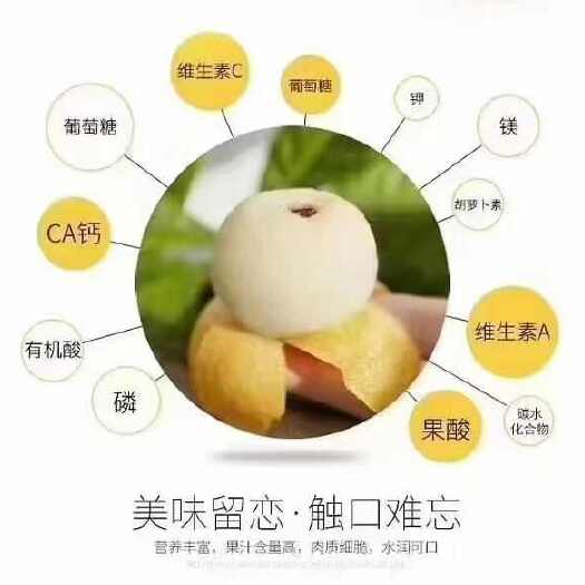 苏州东山白玉枇杷生产批发销售贸易供应