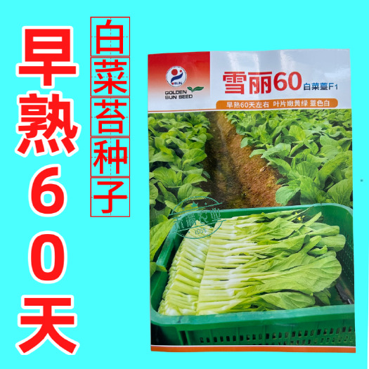 武汉【多茬采收】金阳雪丽60白菜苔种子 早熟菜芯种籽耐寒侧芽多