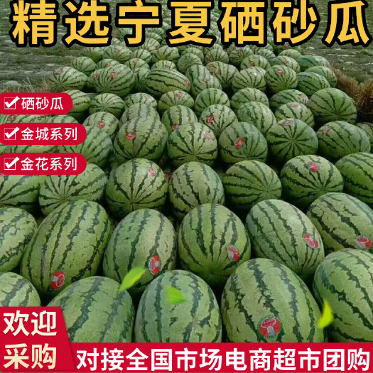 中宁县宁夏硒砂瓜石头瓜产地一手货源全国发货电商超市社区团购金花西瓜