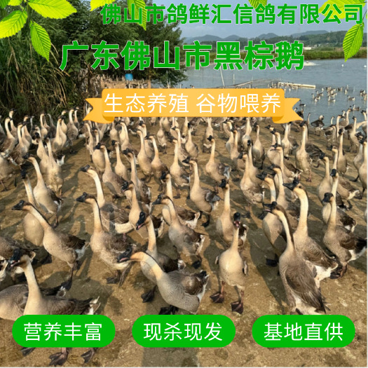 佛山广东正宗黑棕鹅批发 棚鹅 地通鹅酒店烧腊专用新鲜现杀量大价优
