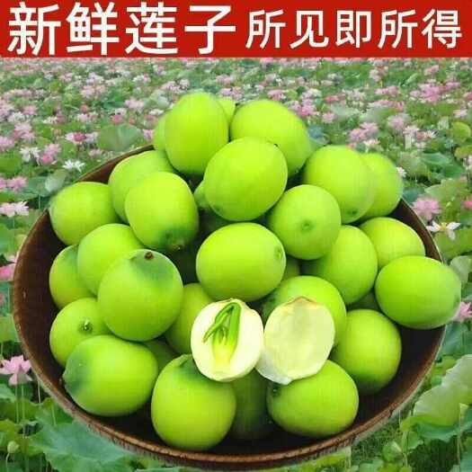 电商一件代发莲子莲米现货当季新鲜现摘老莲子不带蓬白莲子带壳