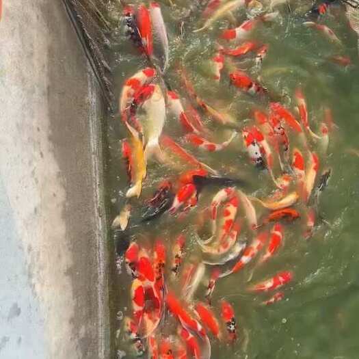 镇平县红白大正三色 单顶居多 通走不挑