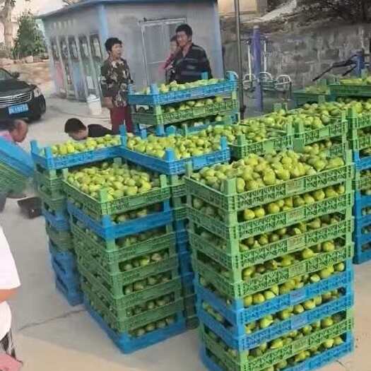 荣成市青皮无花果大量上市，春果，全部是自己的工厂收购，每天1万斤以