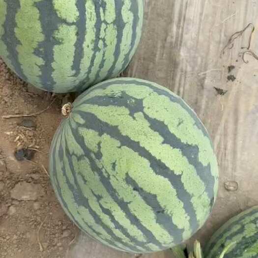 头茬美都果形圆润饱满小薄皮大红瓤