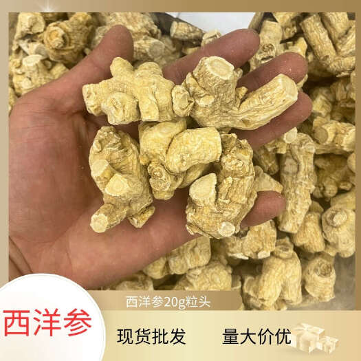 昆明加拿大西洋参20g粒头500g各种规格粒头短支花旗参散装