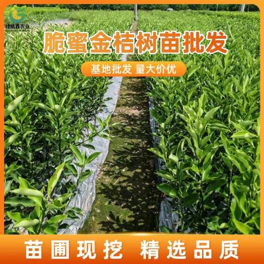 荔浦市脆蜜金桔苗广西脆蜜金桔苗1年以上杯苗脆蜜金桔苗