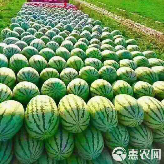 中卫宁夏精品硒砂瓜金城金花西瓜产地一手货源诚信代办量大价优