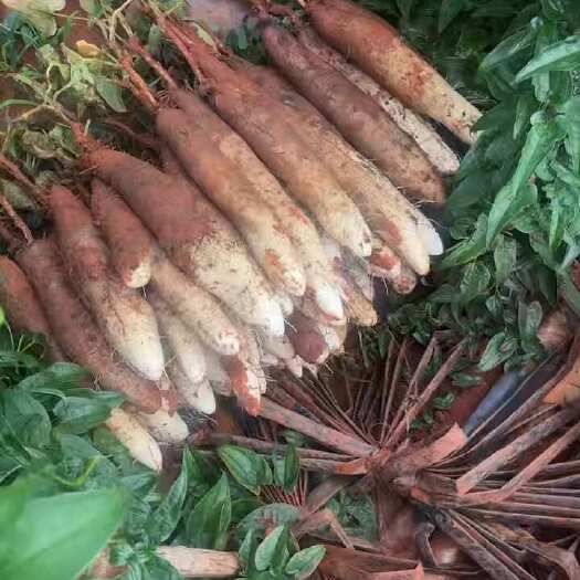 佛手山药