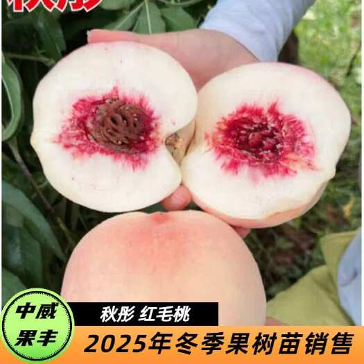 平顶山秋彤白肉红毛桃 8月底9月上旬 离核免套袋脆甜可口